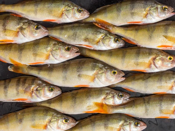 Taze balık. Taze Nehir balığı Levrek. Siyah bir arka plan üzerinde. Üstten görünüm