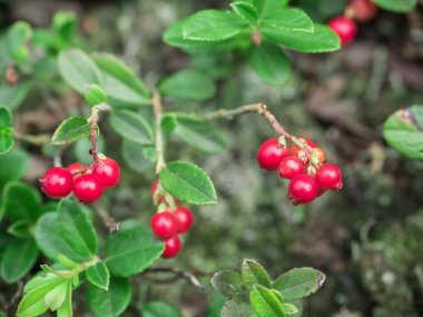 Olgun kırmızı kızılcık berry ormanda büyür. Güzel doğal arka plan