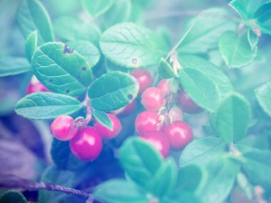 Olgun kırmızı kızılcık berry ormanda büyür. Güzel doğal arka plan