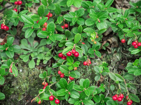 Ripe red cranberry berry grows in the forest. Beautiful natural background