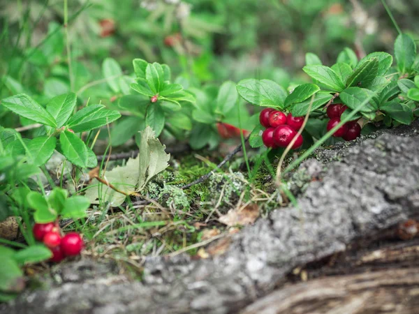 Dojrzałe Czerwone Jagody Żurawina Rośnie Lesie Piękne Naturalne Podłoże — Zdjęcie stockowe