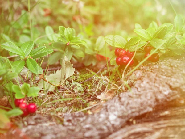 stock image Ripe red cranberry berry grows in the forest. Beautiful natural background