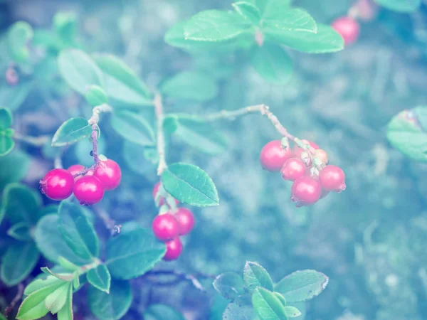 Olgun Kırmızı Kızılcık Berry Ormanda Büyür Güzel Doğal Arka Plan — Stok fotoğraf