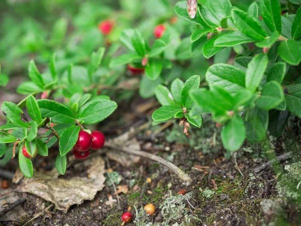 Лесу Растет Спелая Красная Клюква Красивый Природный Фон — стоковое фото