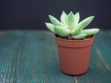 Doğal yeşil kaktüs, aloe etli ahşap arka plan üzerinde bir tencerede