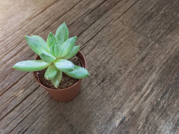 Cactus Verde Natural Aloe Suculento Una Maceta Sobre Fondo Madera — Foto de Stock