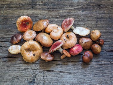 Ham taze orman mantar ahşap arka plan üzerinde çeşitli