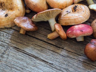 Ham taze orman mantar ahşap arka plan üzerinde çeşitli