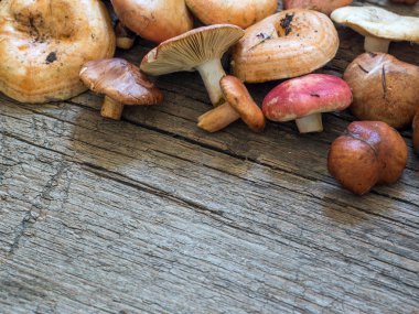 Ham taze orman mantar ahşap arka plan üzerinde çeşitli