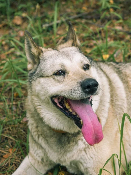 Cinza Siberiano Cão Husky Grama Verde — Fotografia de Stock