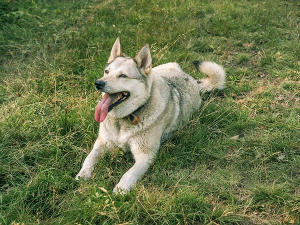 Grå Siberian Husky Hunden Grönt Gräs — Stockfoto