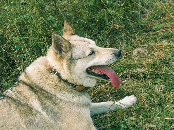 Cinza Siberiano Cão Husky Grama Verde — Fotografia de Stock