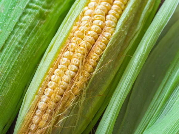 Fresh corn on the cob. Yellow corn, green leaves. Closeup