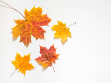 Sarı Akçaağaç Sonbahar bileşimi beyaz zemin üzerine bırakır. Düz yatıyordu, en iyi görünüm, kopya alanı