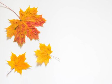 Sarı Akçaağaç Sonbahar bileşimi beyaz zemin üzerine bırakır. Düz yatıyordu, en iyi görünüm, kopya alanı