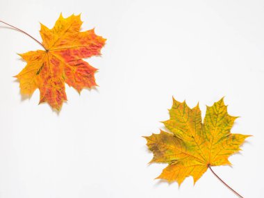 Sarı Akçaağaç Sonbahar bileşimi beyaz zemin üzerine bırakır. Düz yatıyordu, en iyi görünüm, kopya alanı