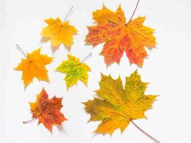 Sarı Akçaağaç Sonbahar bileşimi beyaz zemin üzerine bırakır. Düz yatıyordu, en iyi görünüm, kopya alanı