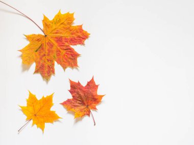Sarı Akçaağaç Sonbahar bileşimi beyaz zemin üzerine bırakır. Düz yatıyordu, en iyi görünüm, kopya alanı