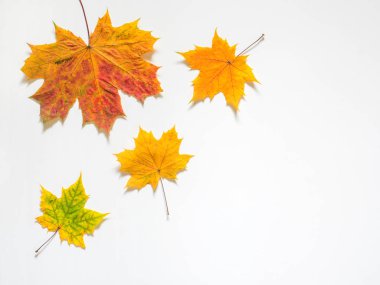 Sarı Akçaağaç Sonbahar bileşimi beyaz zemin üzerine bırakır. Düz yatıyordu, en iyi görünüm, kopya alanı