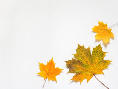 Sarı Akçaağaç Sonbahar bileşimi beyaz zemin üzerine bırakır. Düz yatıyordu, en iyi görünüm, kopya alanı