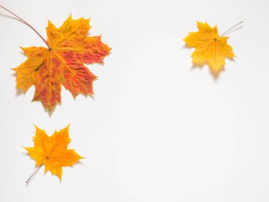 Sarı Akçaağaç Sonbahar bileşimi beyaz zemin üzerine bırakır. Düz yatıyordu, en iyi görünüm, kopya alanı