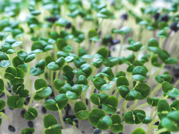 Grupo de brotes de albahaca verde que crecen de lana de algodón. Inicio Plántulas Primer plano — Foto de Stock