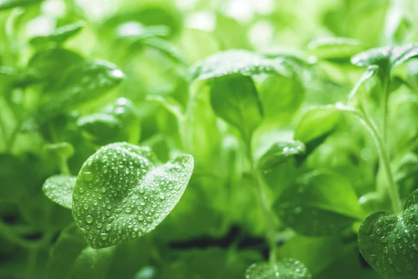 Ecologie organische versheid natuurlijke groene achtergrond. Jonge spruiten van Petunia met druppels water. Close-up — Stockfoto