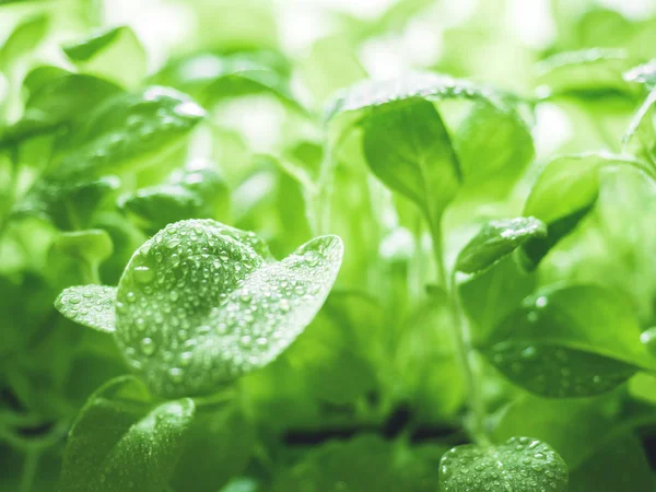 Ecología frescura orgánica fondo verde natural. Brotes jóvenes de Petunia con gotas de agua. Primer plano. — Foto de Stock