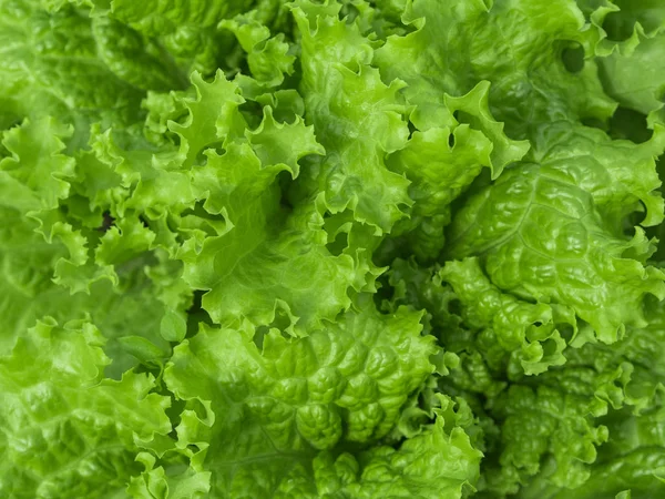 Fundo verde natural. Salada de alface verde deixa. Fecha a porta. Alimentos vegetarianos saudáveis, fresco, conceito de dieta — Fotografia de Stock