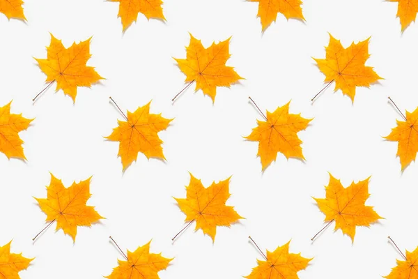 Jesienny bezszwowy wzór. Żółty klon liście na białym tle — Zdjęcie stockowe