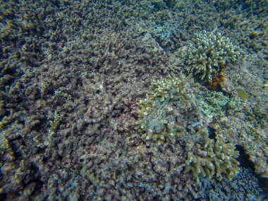 Suyun altında panoramik sahne ve mavi arkaplan