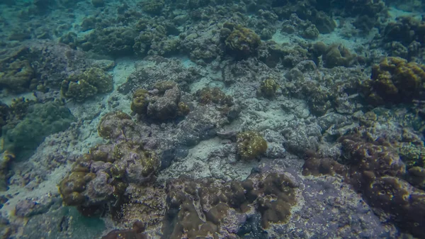 Escena panorámica bajo el agua, coral y fondo azul — Foto de Stock