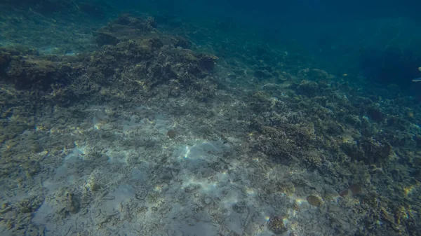 Panoramatická scéna pod vodou a modré pozadí — Stock fotografie