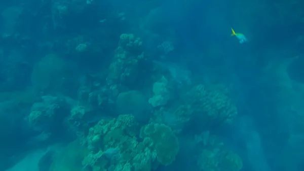 Cena panorâmica sob a água e fundo azul — Fotografia de Stock