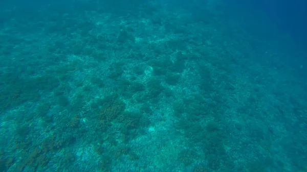 Панорамная сцена под водой и синим фоном — стоковое фото
