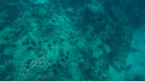 Panoramatická scéna pod vodou a modré pozadí — Stock fotografie