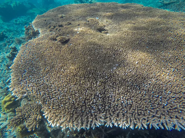 Панорамна сцена під водою, кораловий і синій фон — стокове фото