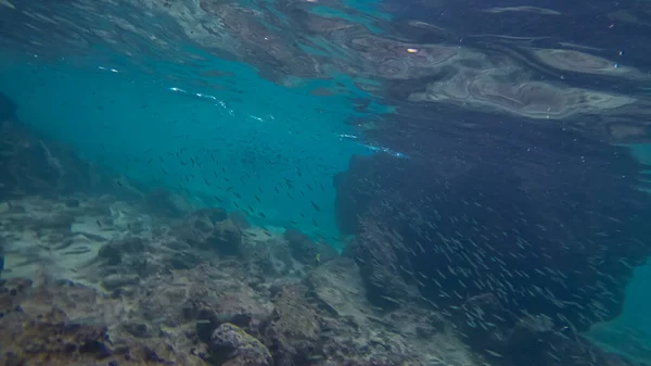 Escena panorámica bajo el agua y fondo azul —  Fotos de Stock