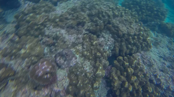 水、サンゴ、青の背景の下のパノラマシーン — ストック写真