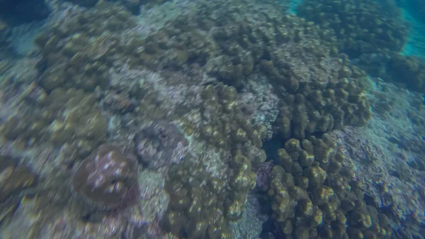 Escena panorámica bajo wate, coral y fondo azul — Foto de Stock