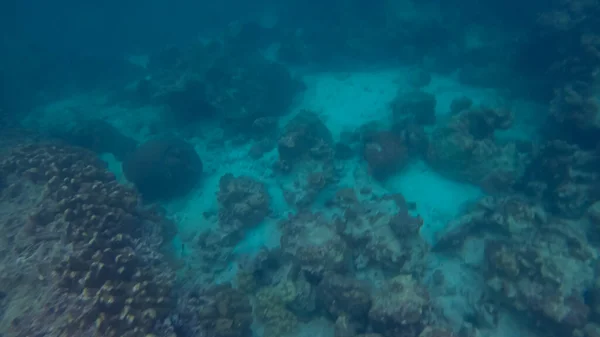 Panorama scen under vatten och blå bakgrund — Stockfoto