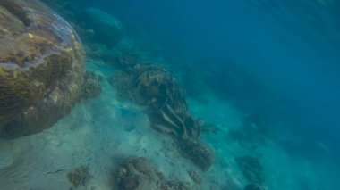 Suyun altında panoramik sahne ve mavi arkaplan