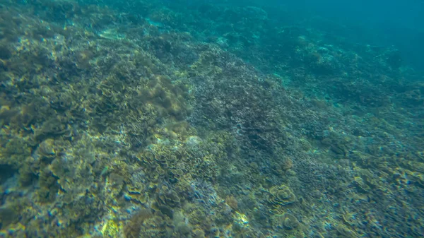 Cena panorâmica sob a água e fundo azul — Fotografia de Stock