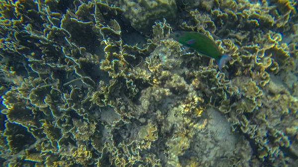 Escena panorámica bajo el agua y el coral y fondo azul —  Fotos de Stock