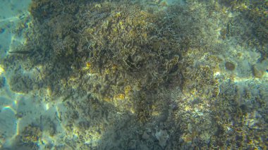 Su, mercan ve mavi arka plan altında panoramik sahne