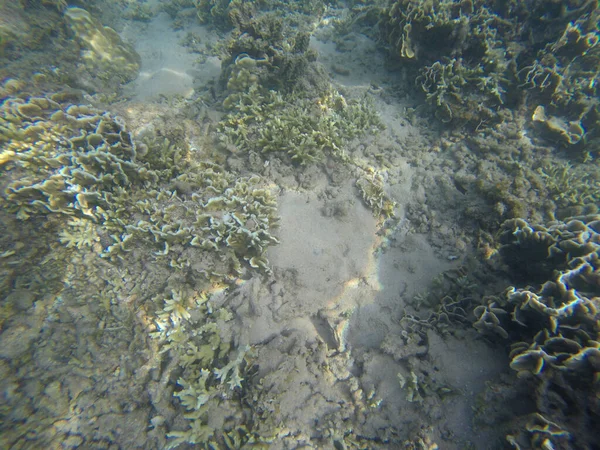 Cena panorâmica sob a água e coral e fundo azul — Fotografia de Stock