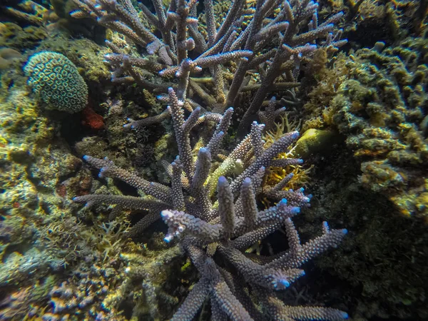 Панорамна сцена під водою, кораловий і синій фон — стокове фото