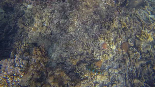 Cena panorâmica sob a água e coral e fundo azul — Fotografia de Stock