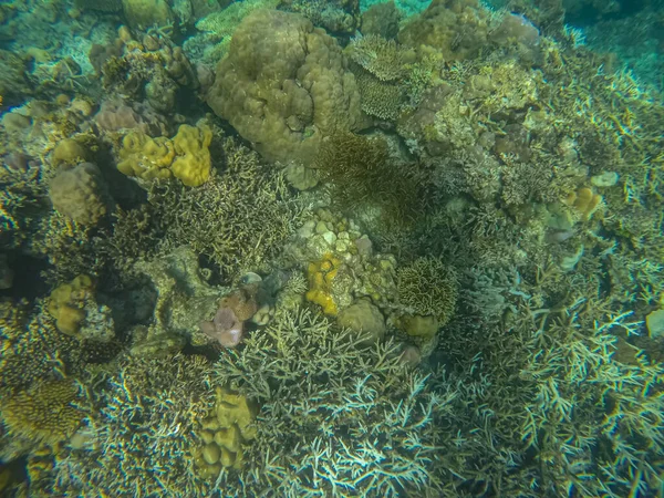 Panoramaszene unter Wasser, Korallen und blauem Hintergrund — Stockfoto
