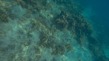 Suyun altında panoramik sahne ve mavi arkaplan